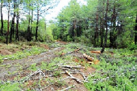 Zekeriyaköy ve Uskumruköy'de konut için ağaçlar kökünden kesiliyor!