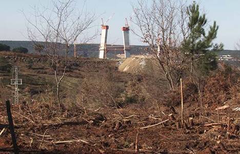 Üçüncü köprü inşaatına yakın ağaçlar kesiliyor!