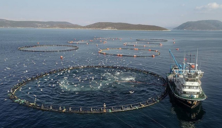 Levrek ve Çipura ihracatından 478 milyon dolar döviz geldi!