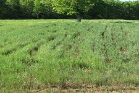 Türkiye'de 2B kapsamında 413 bin hektar arazi mevcut!