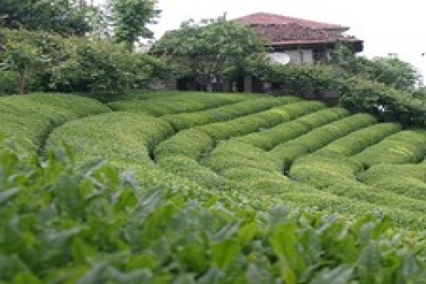 Rize'de 1 milyon 720 bin TL'ye satılık çay bahçesi!