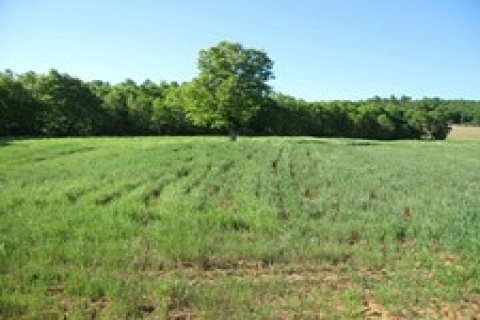 Bakırköy'de icradan 2 milyon 482 bin TL'ye satılık tarla!
