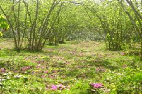 Trabzon'da kiralık 20 TL'ye gayrimenkul