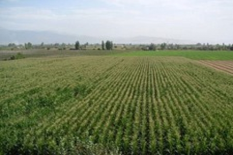 Antalya'da 1 milyon 163 bin TL'ye satılık tarla!