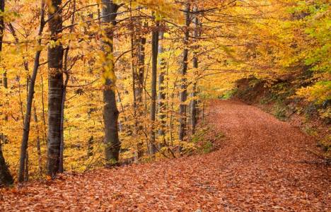 İğneada, Demirköy, Vize ve Kıyıköy için ortak hedef: Turizm!