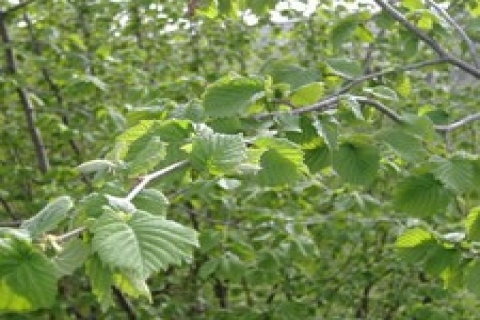 Trabzon Vakıflar 'dan satılık fındık bahçesi!