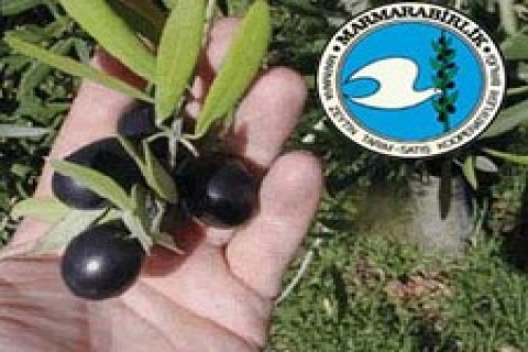 Marmara Birlik Tarım Satış Kooperatifi bina yaptıracak!