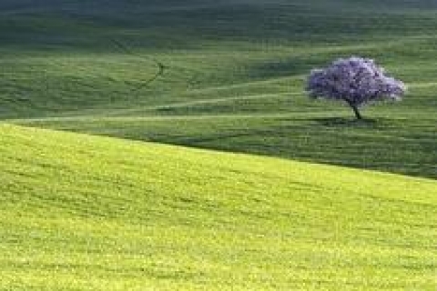 Milli Emlak Diyarbakır'da tarla ve ham toprak satacak
