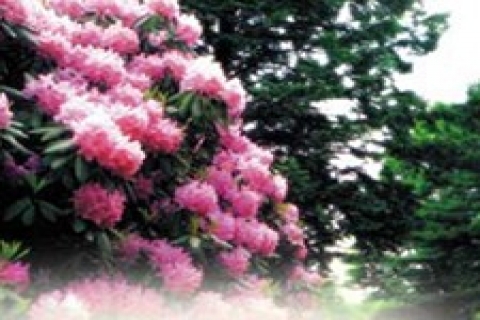 Net Holding ve Ece Taahhüt 'ün acı günü!