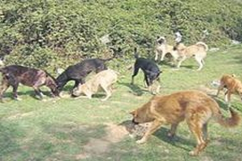 Alanya'da sokak köpekleri için mağaza açıldı!