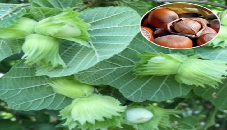 Fındık fiyatları artacak mı, ne kadar oldu? İşte 15 Mayıs 2022 güncel fındık fiyat listesi