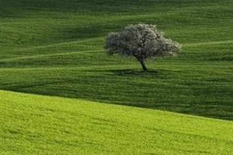 Bursa Yenişehir Malmüdürlüğü, 2 tarla satıyor!