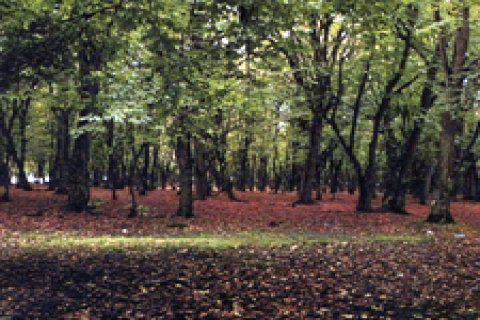 Orman Mühendisleri Odası'ndan 2B raporu