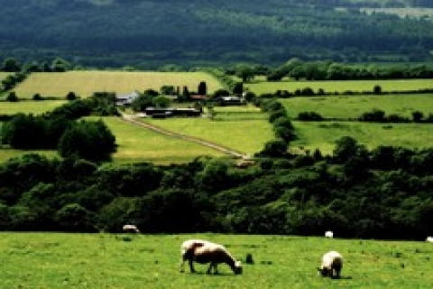 Gebze'de icradan 943 bin TL'ye satılık tarla!