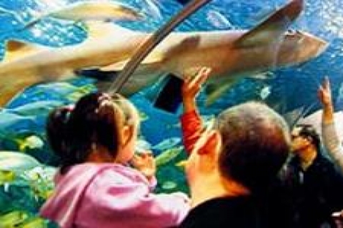 Forum İstanbul'daki akvaryumda 25 bin deniz canlısı yüzecek