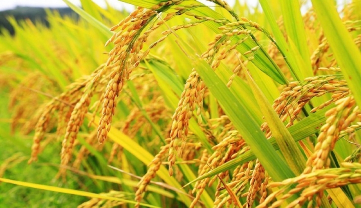 Kuraklık, Edirne de bu yıl çeltik rekoltesini düşürdü