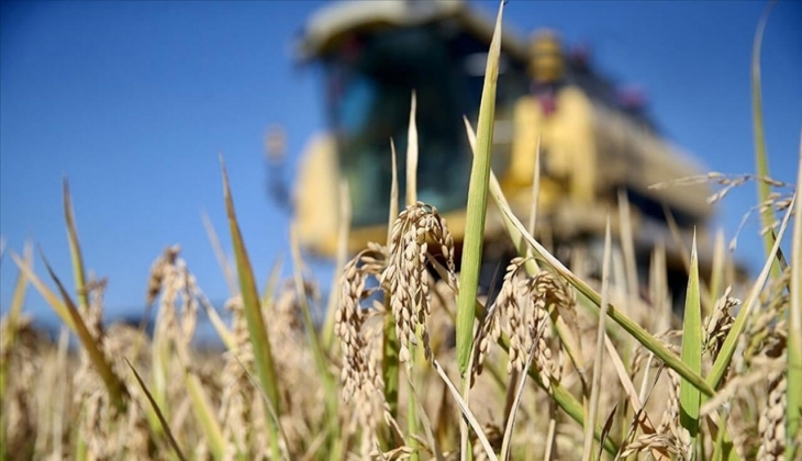 Çiftçiler dikkat! Buğday, arpa, mısır.. Kalem kalem belli oldu! Açıklanan rakamlar şok etti! 19 Şubat 2023 fiyat listesi