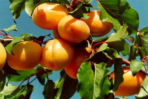 Malatya Kayısı Birlik Fabrikası, 3 milyon TL'ye icradan satış çıkarıldı!