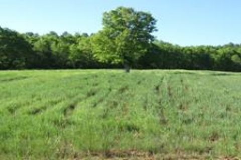 Arazi alırken nelere dikkat edilmeli?