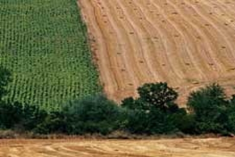 Niğde Defterdarlığı'ndan 49 yıllığına iki tarla!