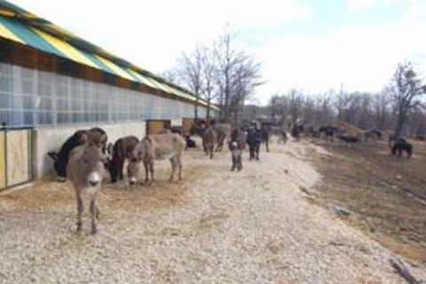 Ufuk Usta, 330 dönüm arazi üzerine eşek çiftliği kurdu!