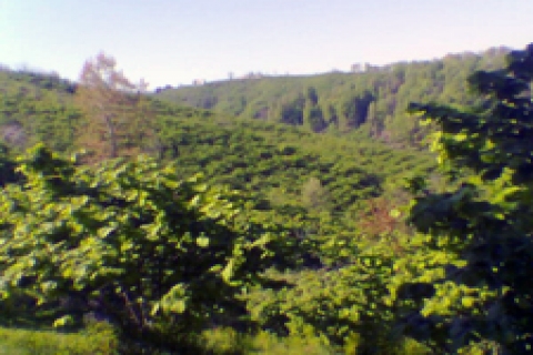 Ordu'da satılık fındık bahçeleri