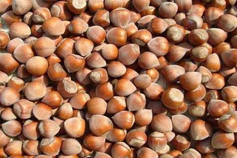 Sakarya Hendek'te 1 milyon TL'ye icradan satılık fındık fabrikası!