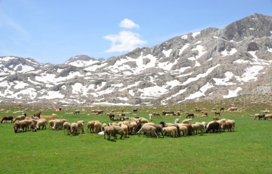 Antalya da Yörükler yaylalara taşınıyor!