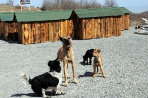 Samsun'da Modern Hayvan Barınağı tamamlanmadan kullanılmaya başlandı!