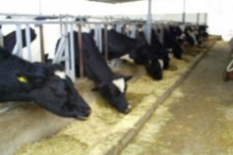 Mudanya'da icradan 1.3 milyon TL'ye satılık besihane!