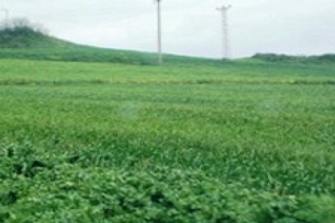 Edirne Belediyesi, 7,5 milyon TL'den bahçe evi satıyor!