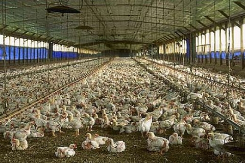 İzmir Urla'da 8.1 milyon TL'ye icradan satılık tavuk çiftliği!