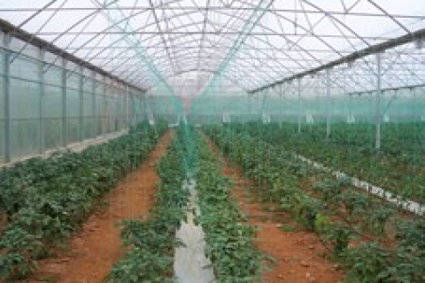 Ankara'da icradan 3 milyon 297 bin TL'ye satılık sera ve tarla!