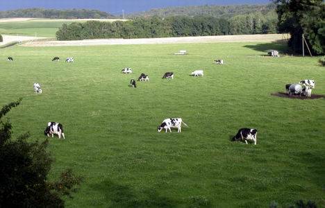 Bakanlar Kurulu, kentsel dönüşüm için meraların tahsisini değiştirebilecek!