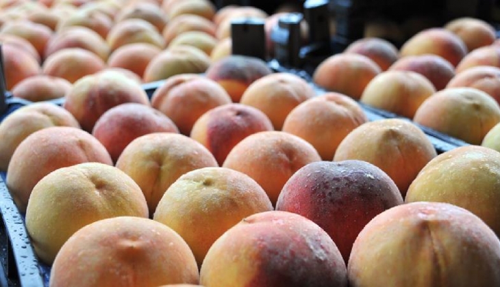 Halde kilosu 7 lira olan şeftali markette 27 liraya satılıyor!