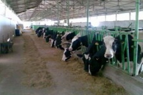 Konya şeker, 100 milyon dolarlık süt entregre tesisini açıyor!