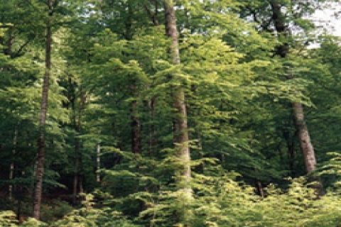 Orman arazileri turizm kurbanı olacak