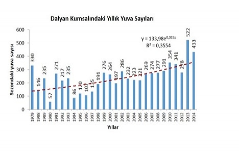 Dalyan-İztuzu kumsalında koruma çalışmaları etkisini gösteriyor!