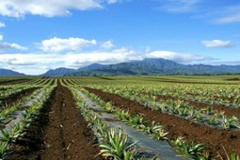 Van'da icradan 1 milyon 375 bin TL'ye satılık tarla!