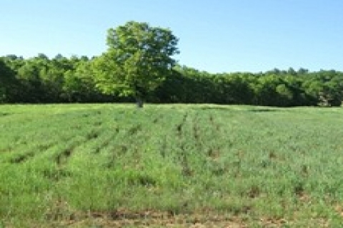 Özelleştirme Yüksek Kurulu, hazine arazilerinin imar planlarını onayladı!