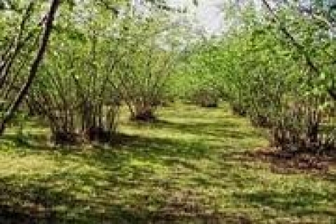 Trabzon Yorma'da 4 fındık bahçesi ve 1 arsa 800 bin TL'ye satılacak! 