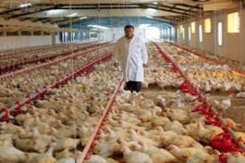 Gelir İdaresi Başkanlığı Balıkesir'de kümes satacak!