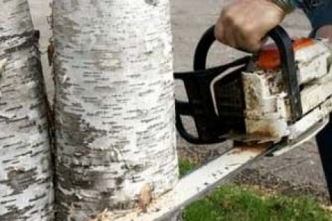  Ataşehir'de ağaçlar yol ve kaldırım yenilemeye kurban edildi!