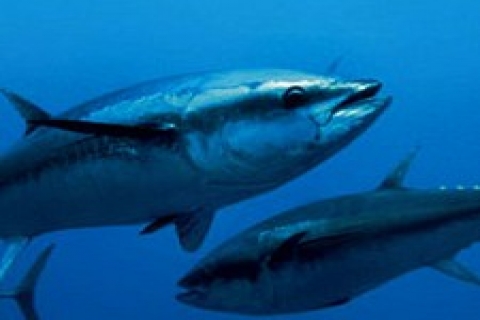 Japonya'da villa fiyatına ton balığı satılıyor!