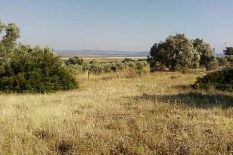 Söke Malmüdürlüğü, 1.9 milyon TL'ye zeytinlik satıyor!