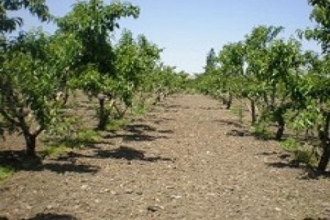 Türkiye Diyanet Vakfı 'ndan Sapanca 'da satılık bahçe!