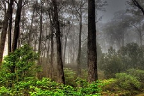 Doğal yaşam için yollara yeşil köprüler kuruldu!
