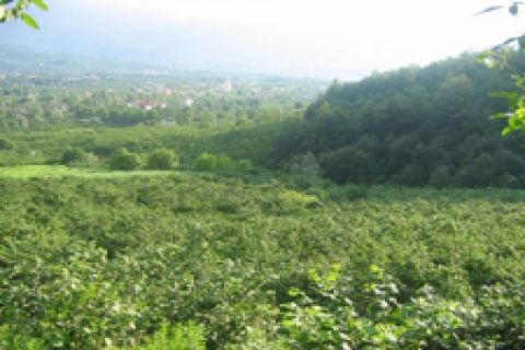 Ordu'da satılık arsa