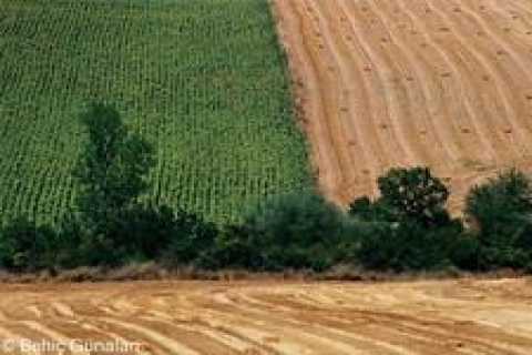 Tarsus Malmüdürlüğü'nden satılık tarla!
