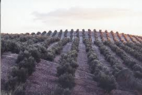  Mersin Tarsus'ta 820 bin TL'ye icradan satılık tarla!